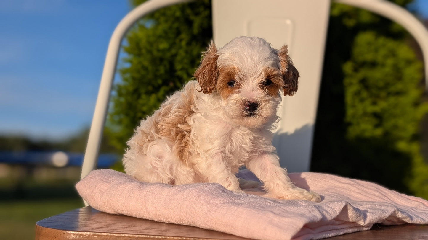 CAVAPOO (MAY 09) FEMALE