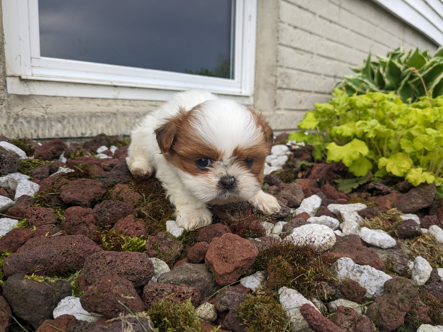 SHIH TZU (03/17) FEMALE