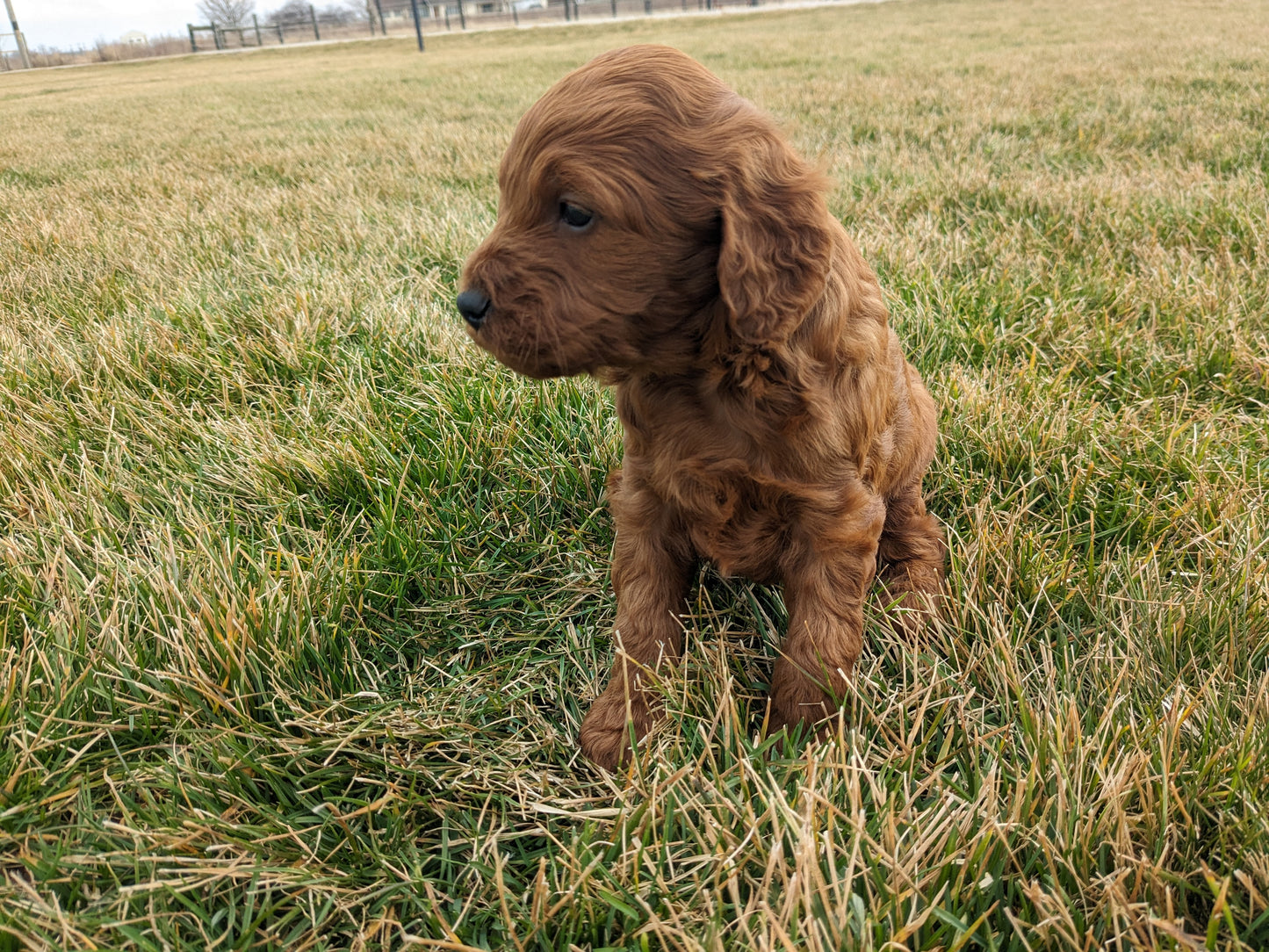IRISH DOODLE (1/31) MALE