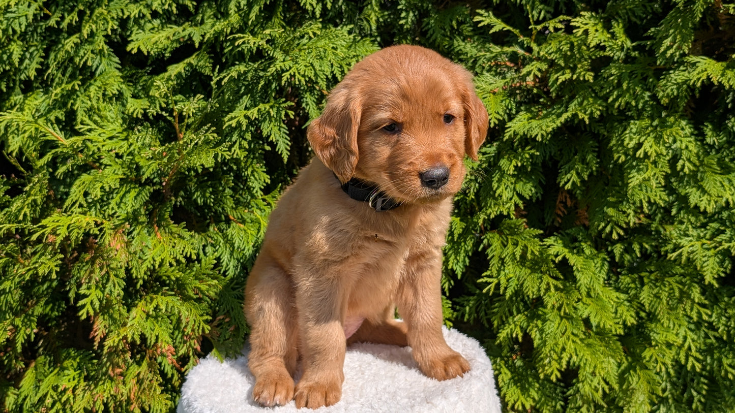 GOLDEN RETRIEVER (07/16) FEMALE
