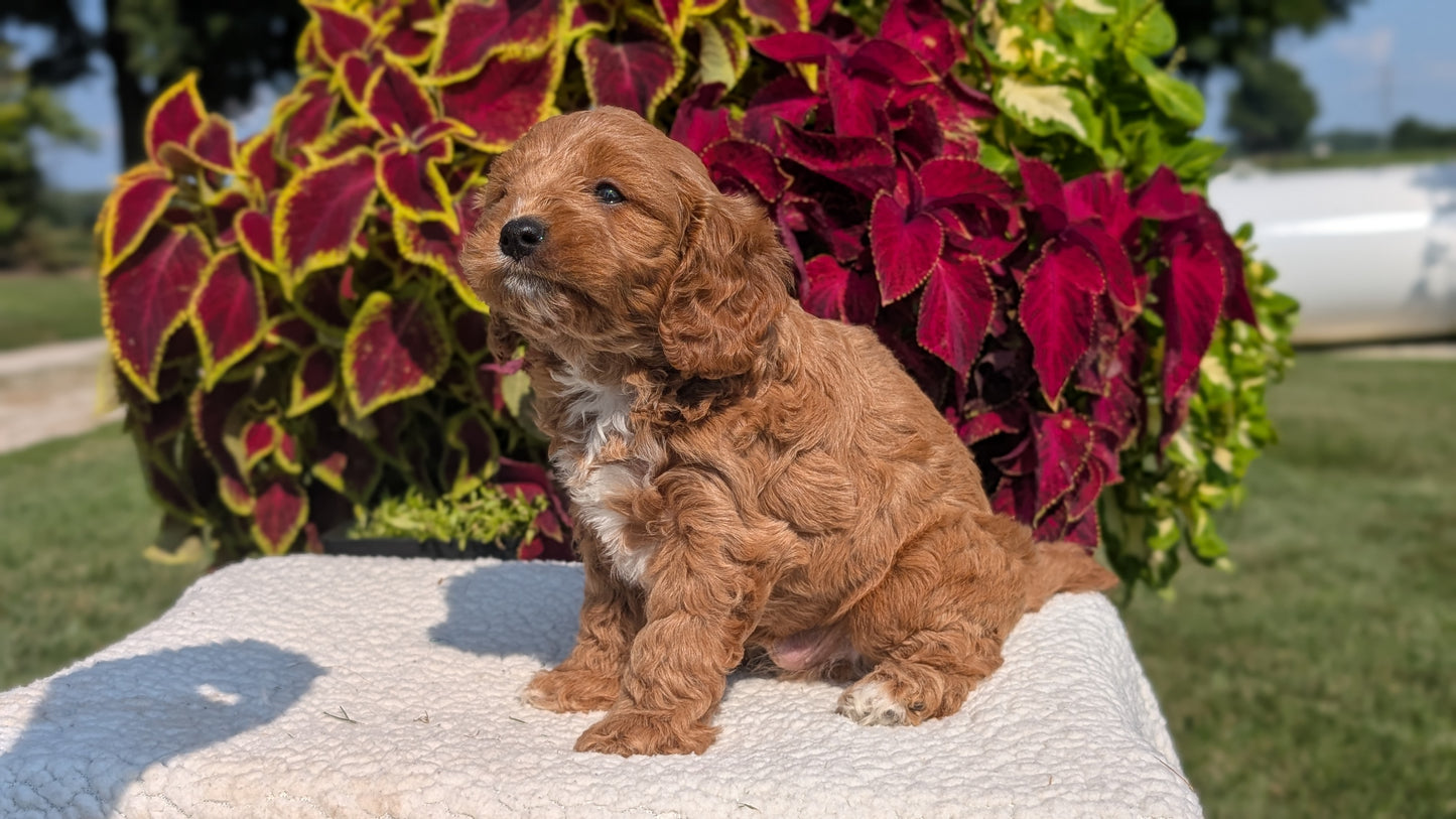 CAVAPOO (07/06) MALE