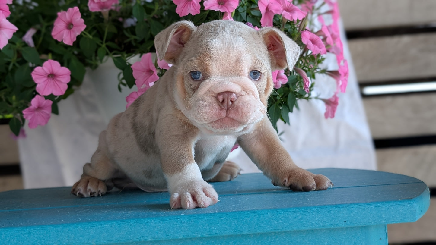 ENGLISH BULLDOG (06/30) MALE