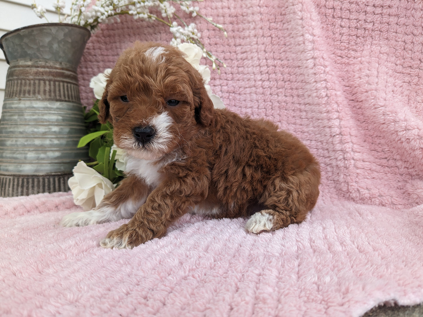 MINI GOLDENDOODLE (03/20) FEMALE