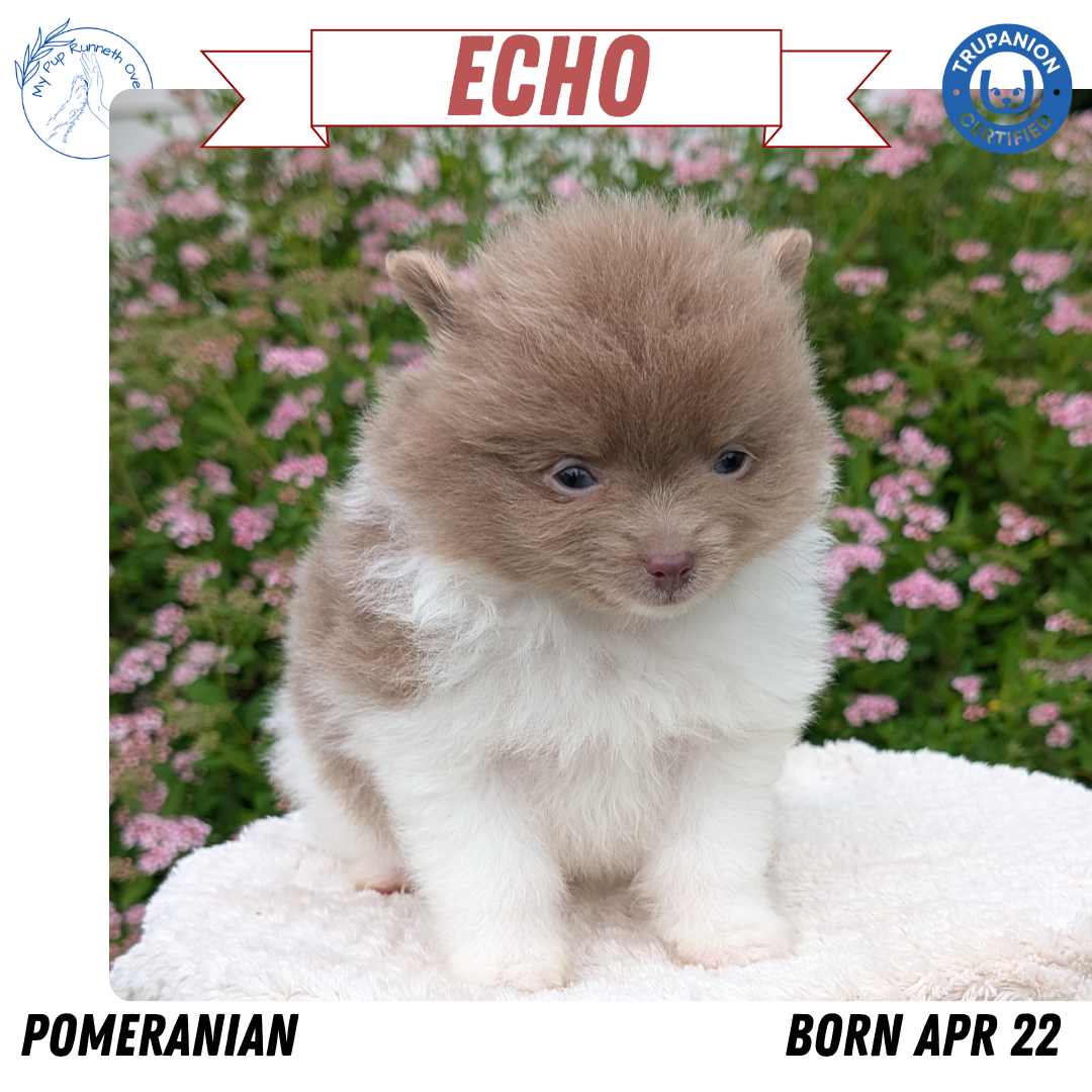 POMERANIAN (04/22) MALE