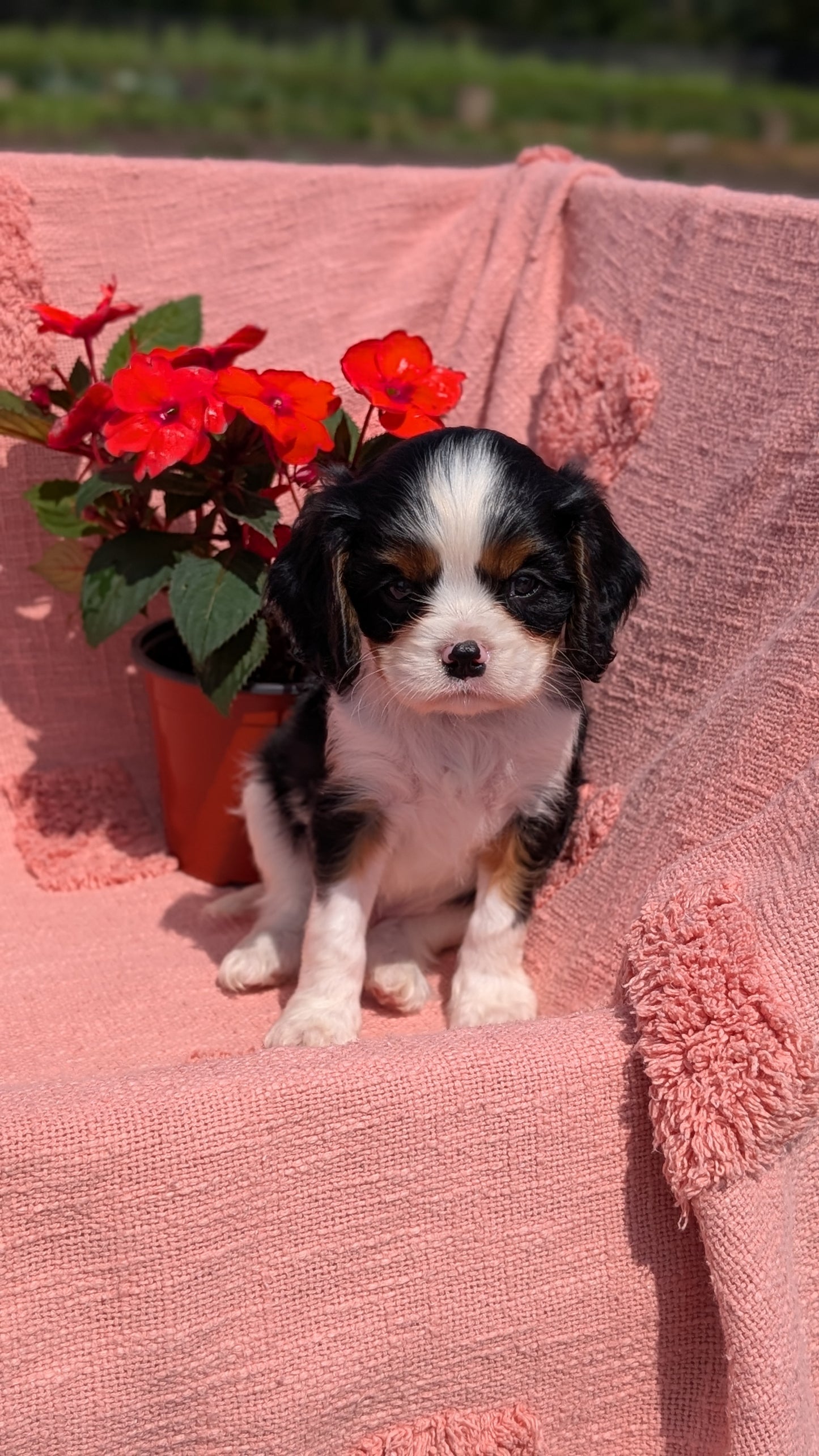 CAVALIER (05/06) MALE