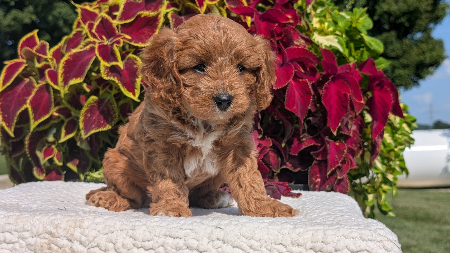 CAVAPOO (07/06) MALE