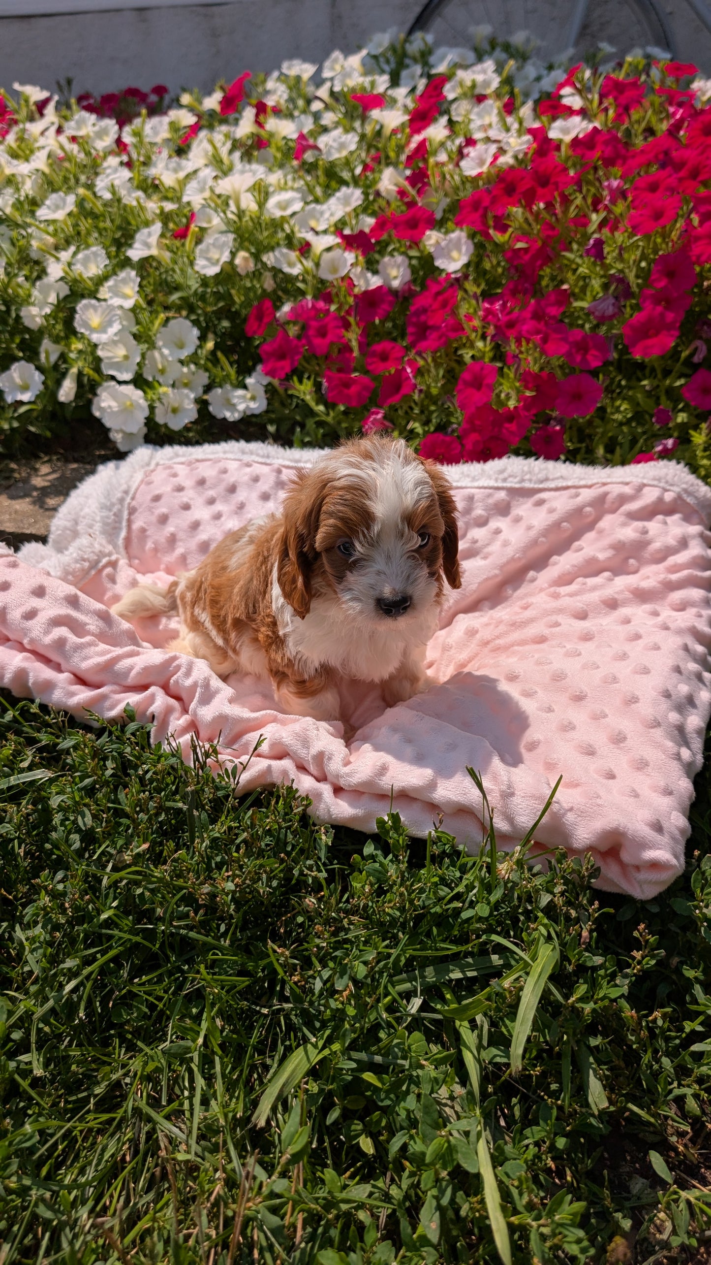 CAVAPOO (06/19) MALE