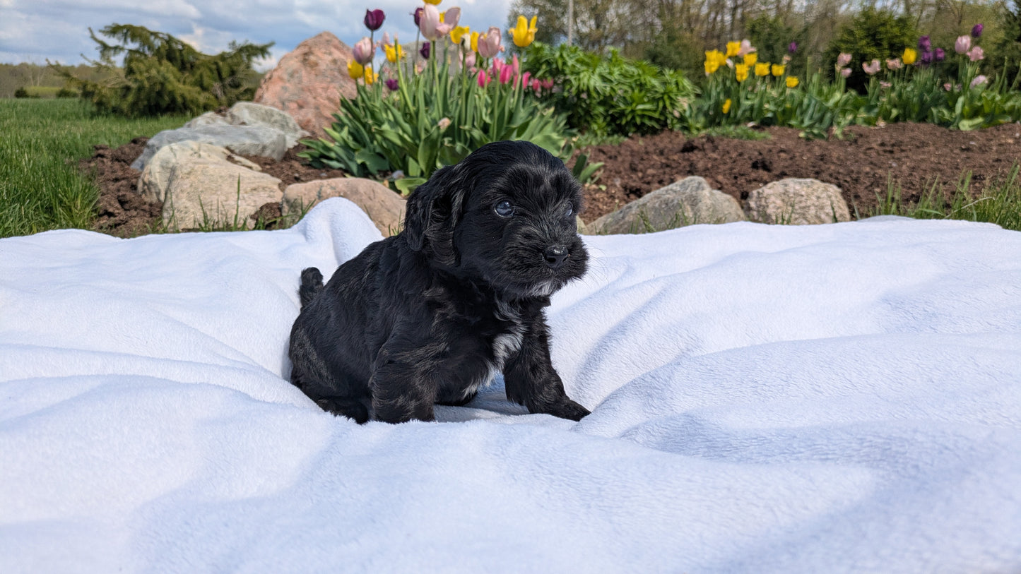MINI BERNEDOODLE (03/30) FEMALE