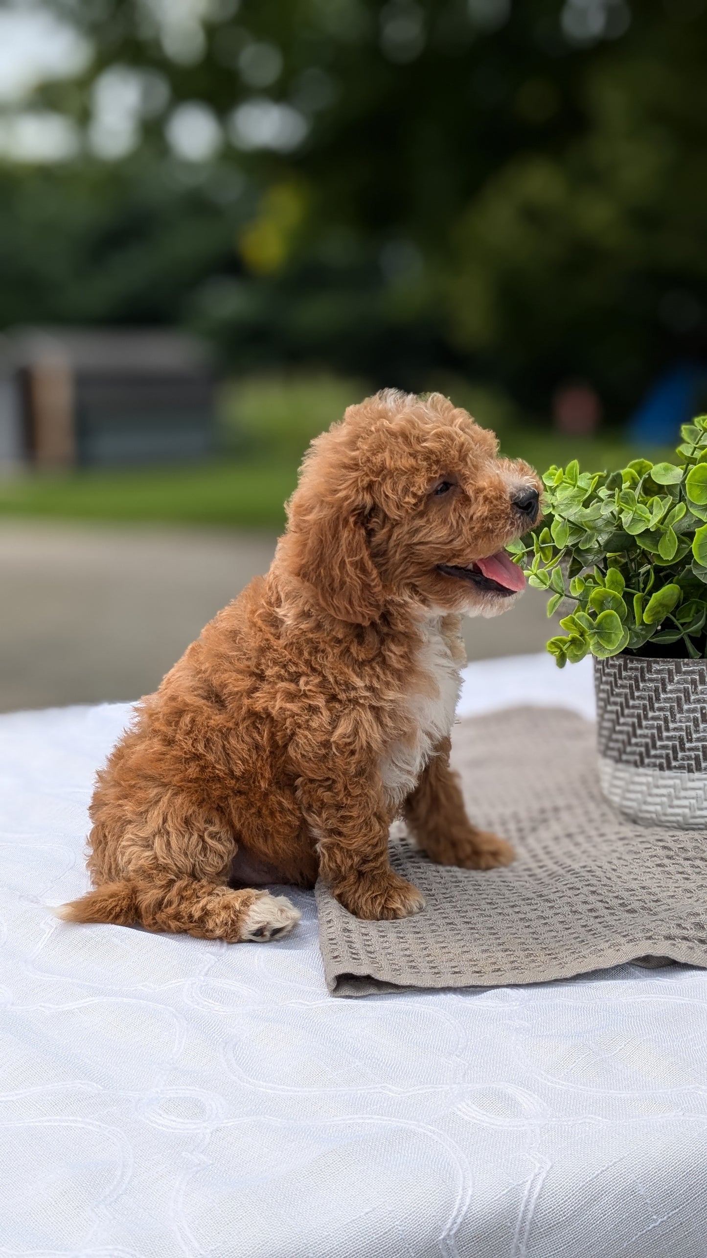 MINI GOLDENDOODLE (06/09) MALE