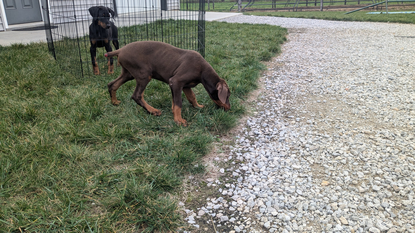 DOBERMAN PINSCHER (08/11) MALE