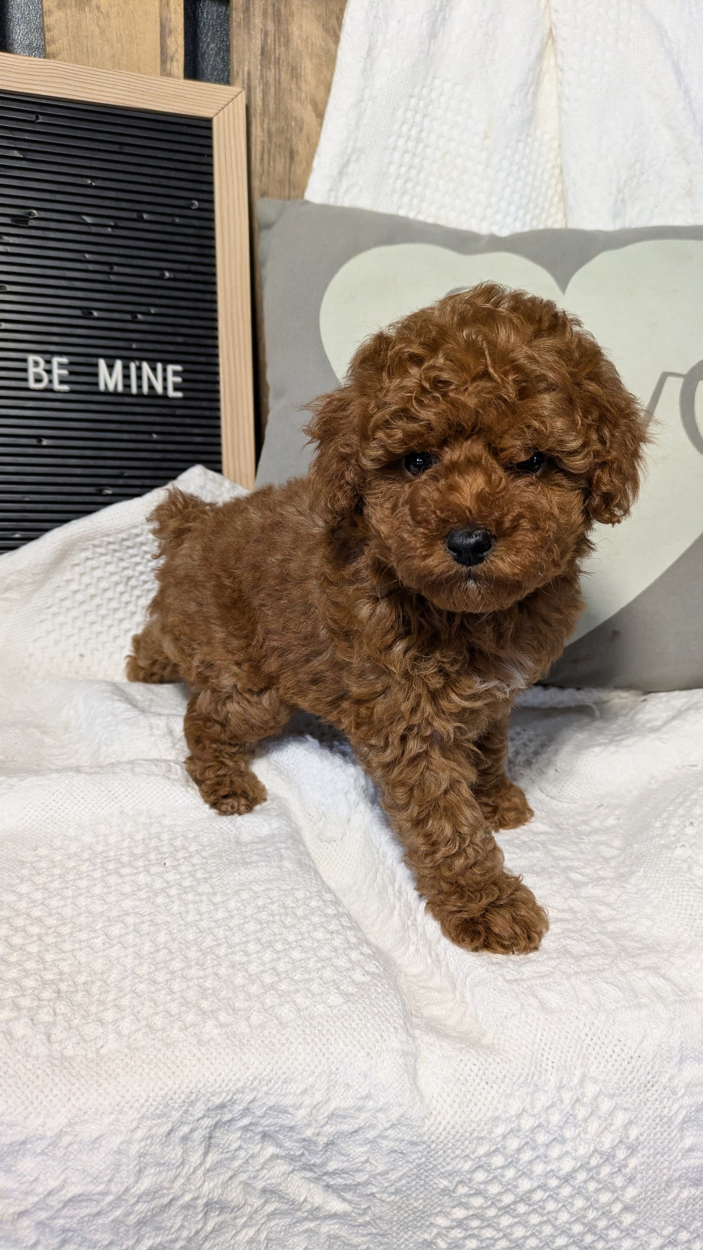 TOY POODLE (12/20) MALE