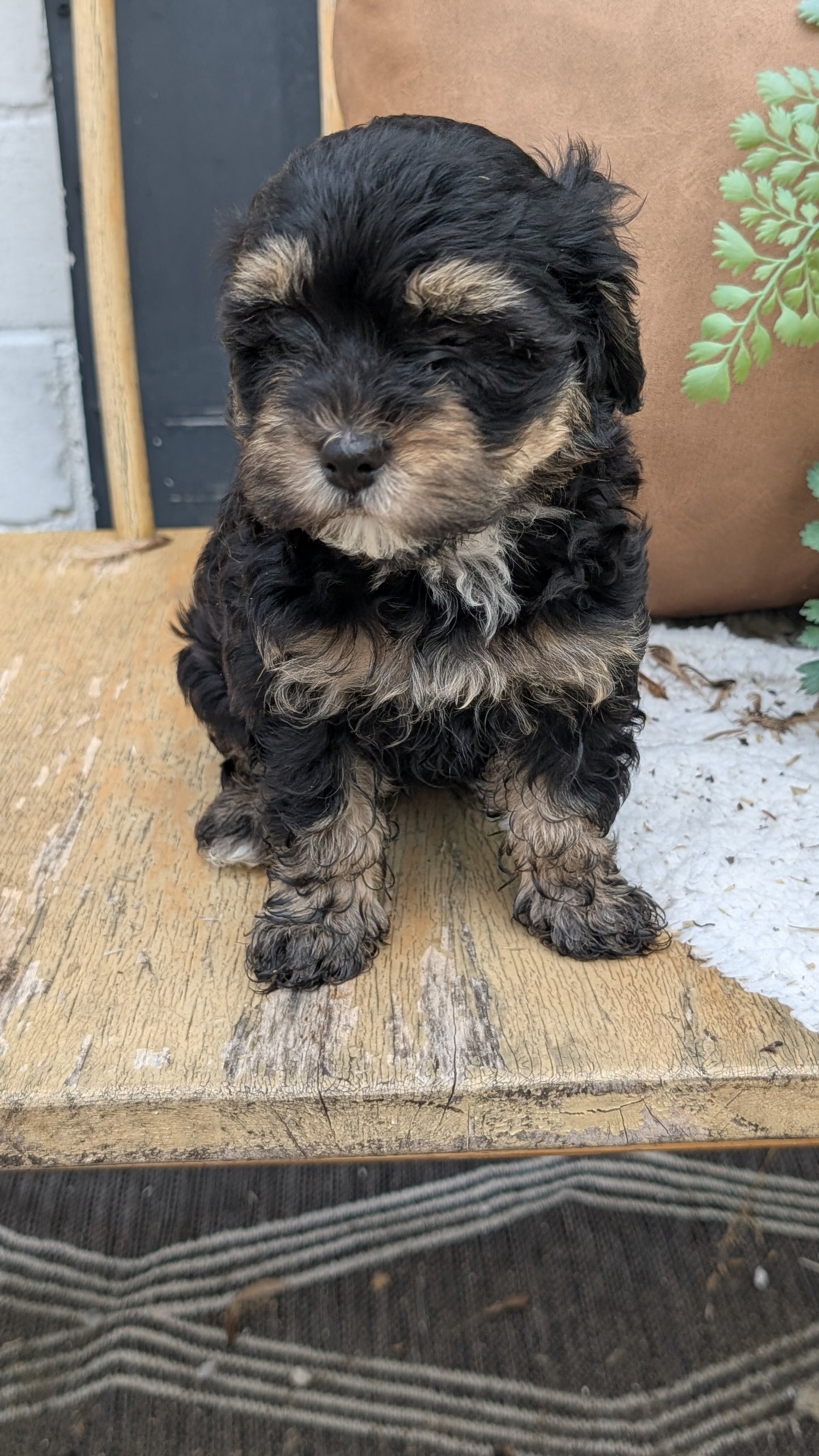 HAVAPOO (05/24) FEMALE