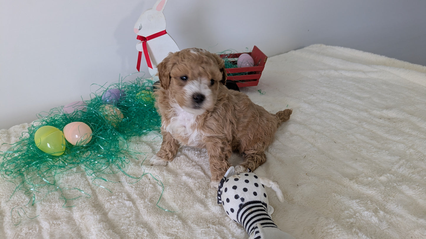MINI GOLDENDOODLE (02/28) FEMALE