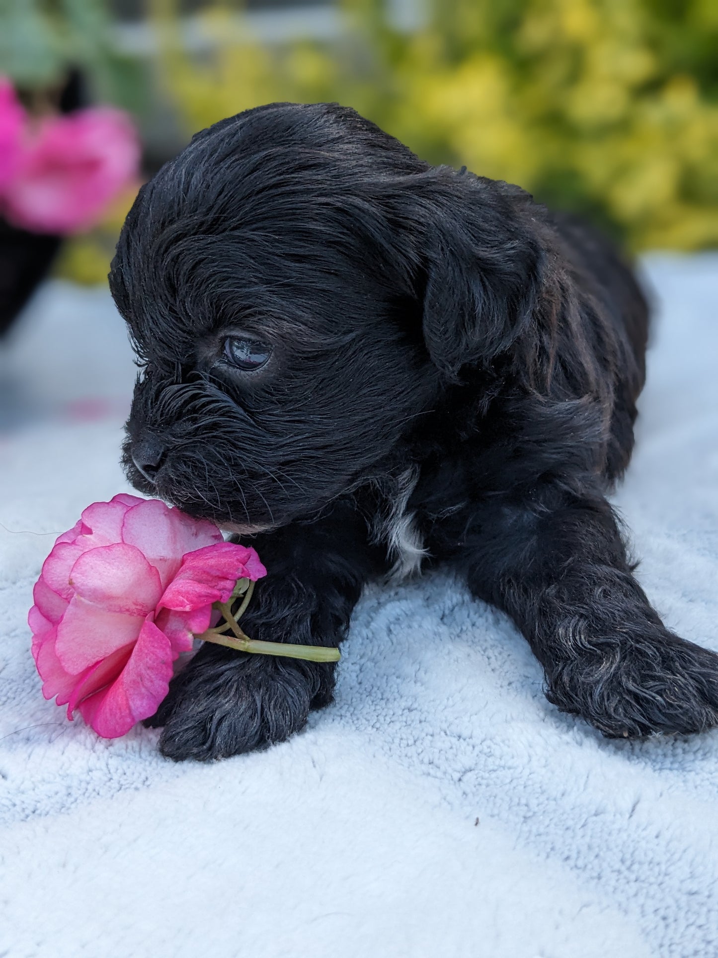 SHIH-POO (04/22) FEMALE