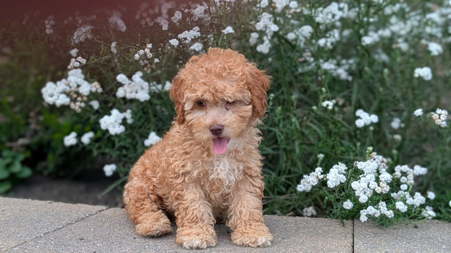 CAVAPOO (05/29) MALE