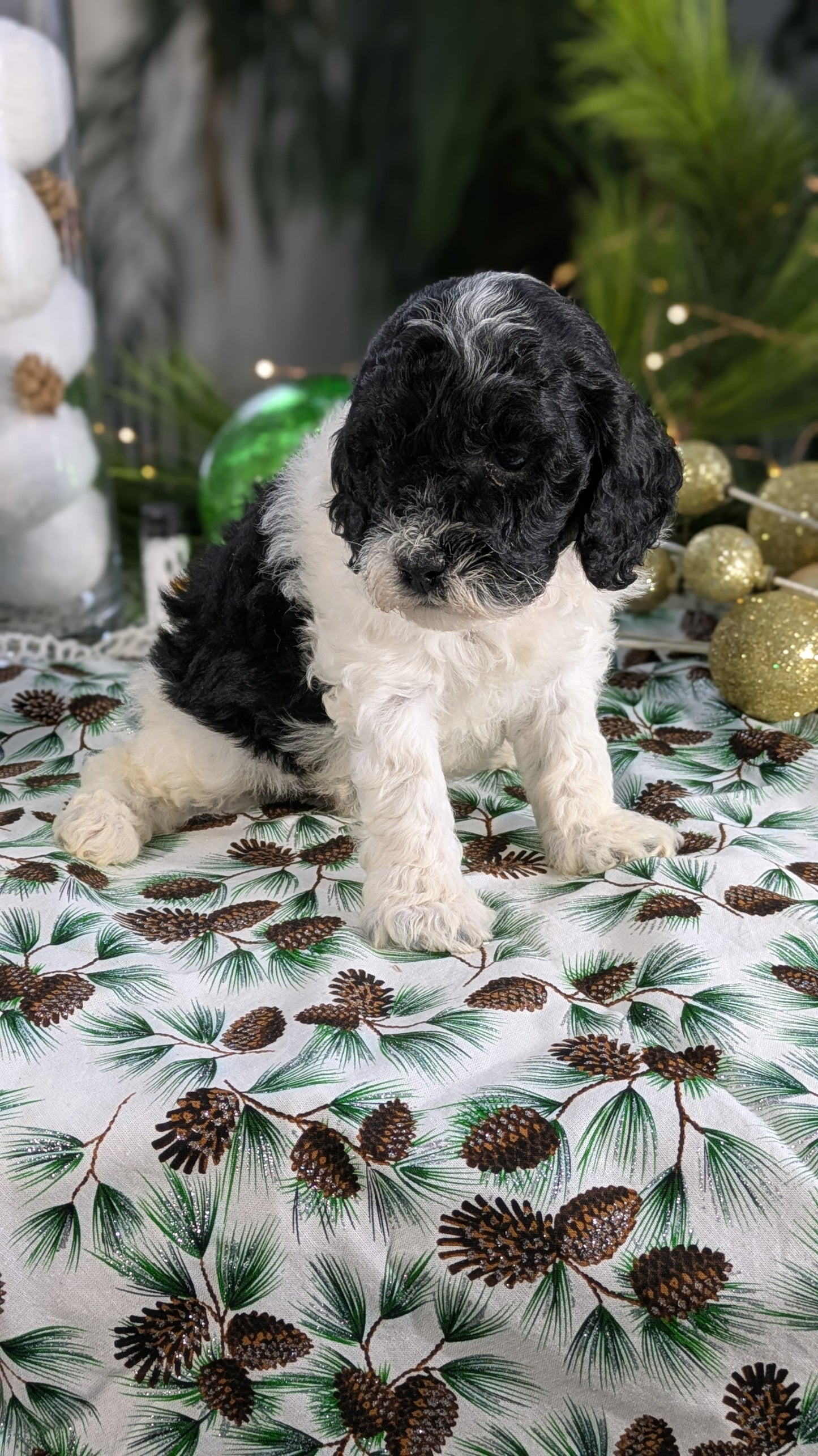 COCKAPOO (10/14) MALE