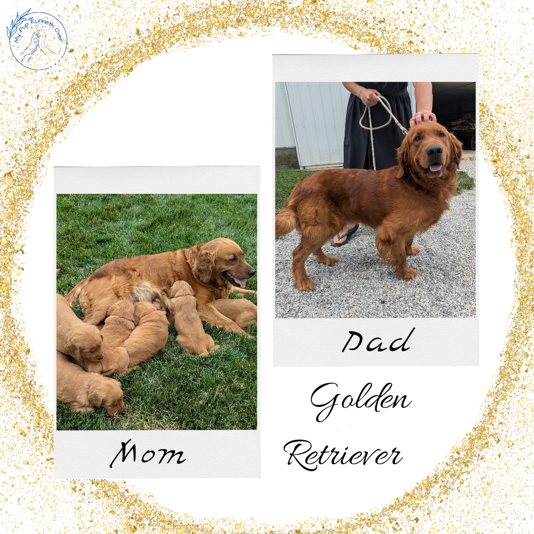 GOLDEN RETRIEVER (05/25) MALE