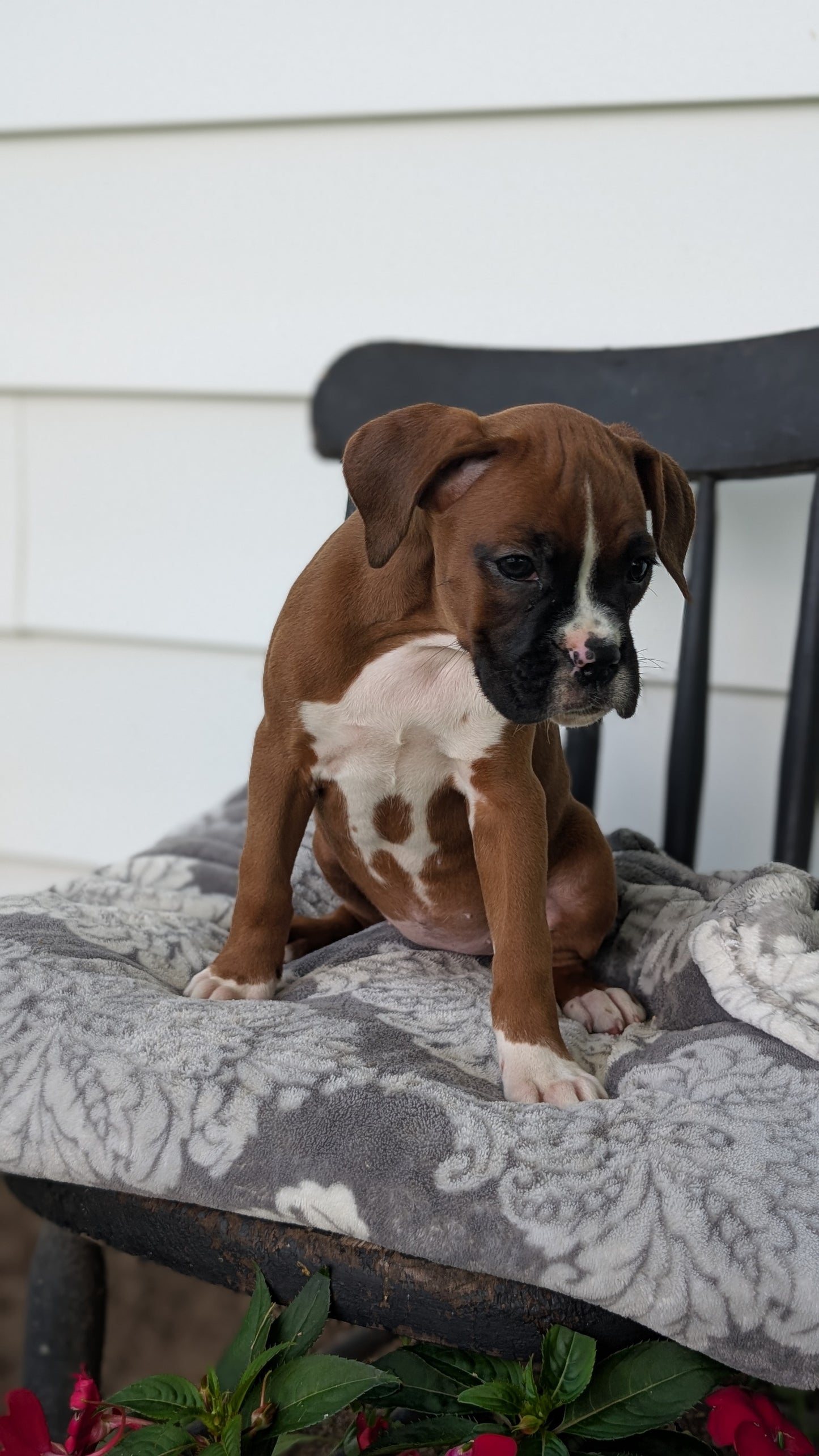 BOXER (JUN 11) FEMALES