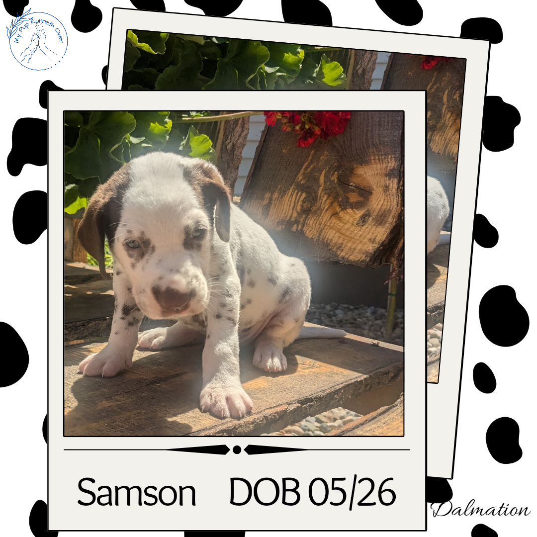 DALMATIAN (05/26) MALE