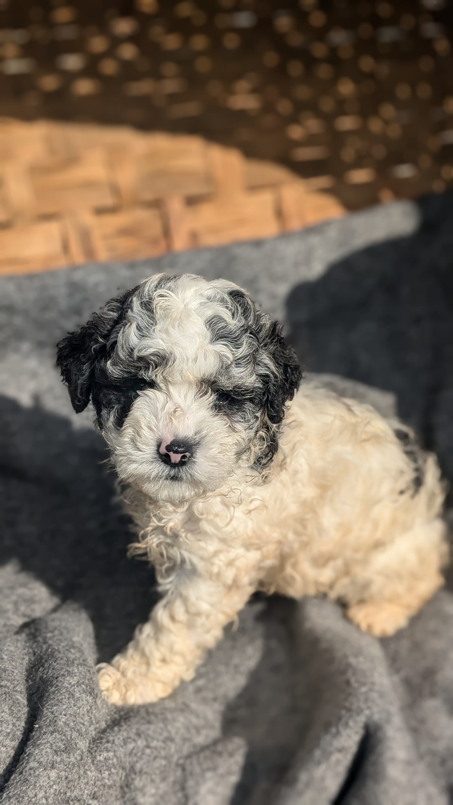 COCKAPOO (09/13) MALE
