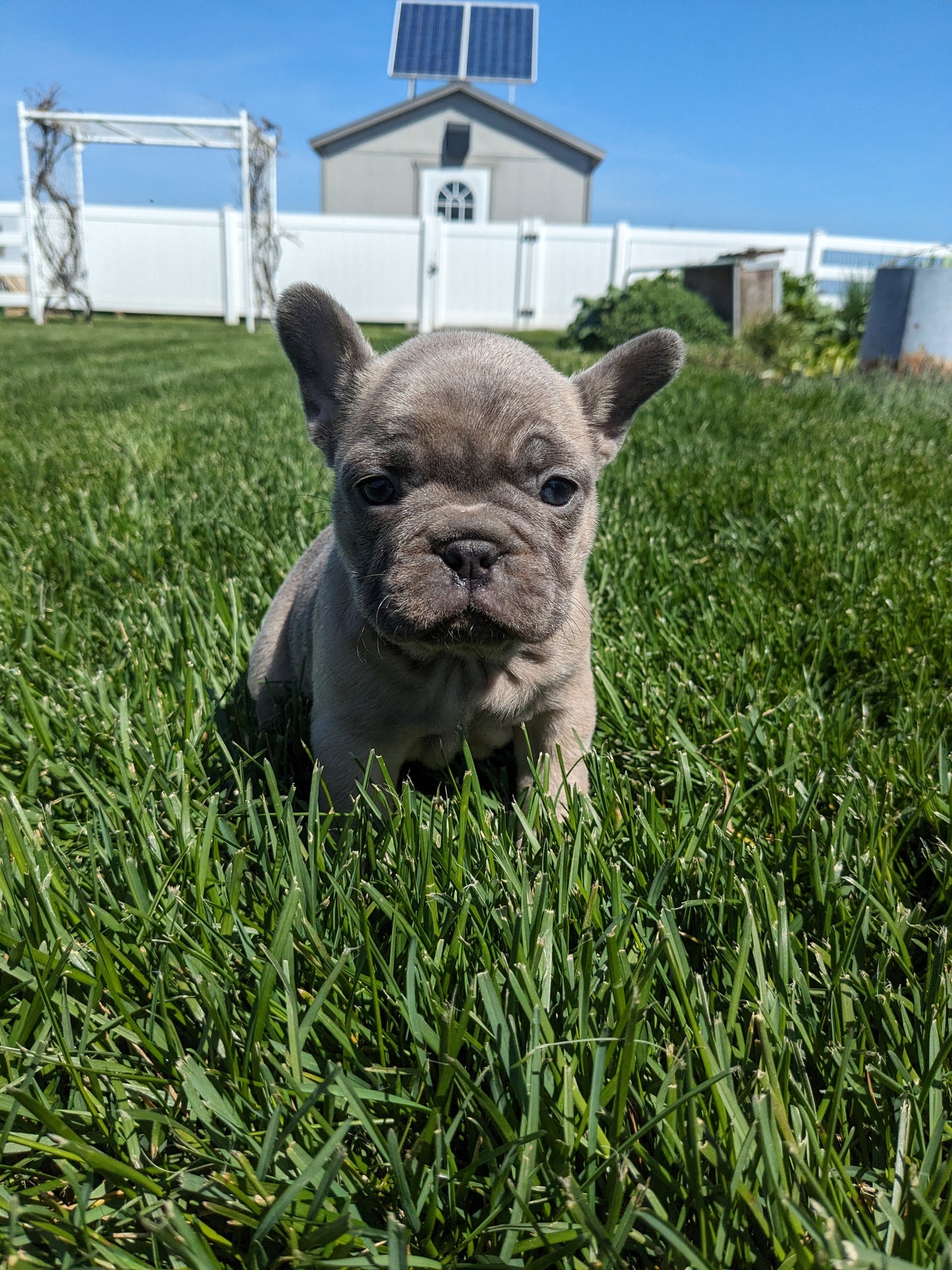 FRENCH BULLDOG (03/15) FEMALE