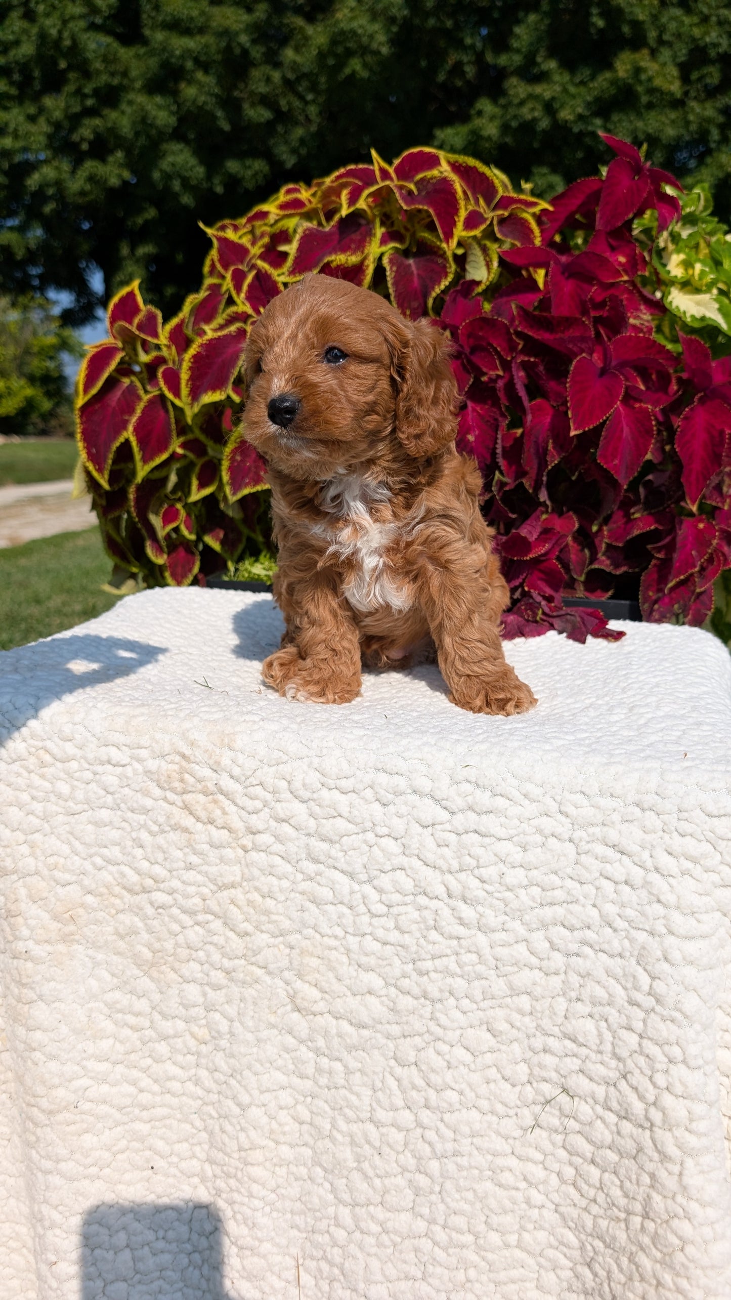 CAVAPOO (07/06) MALE