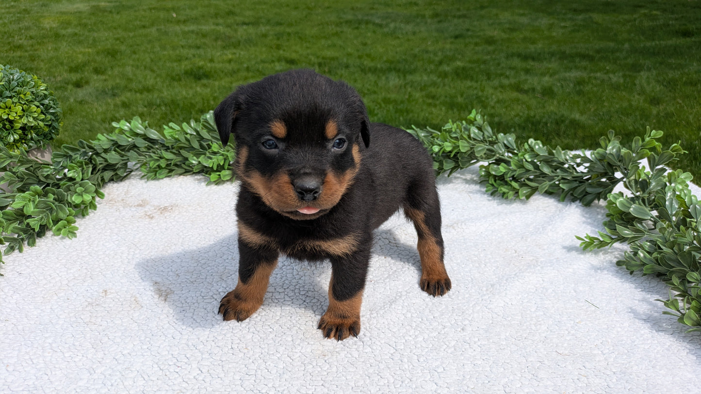 ROTTWEILER (03/18) MALE