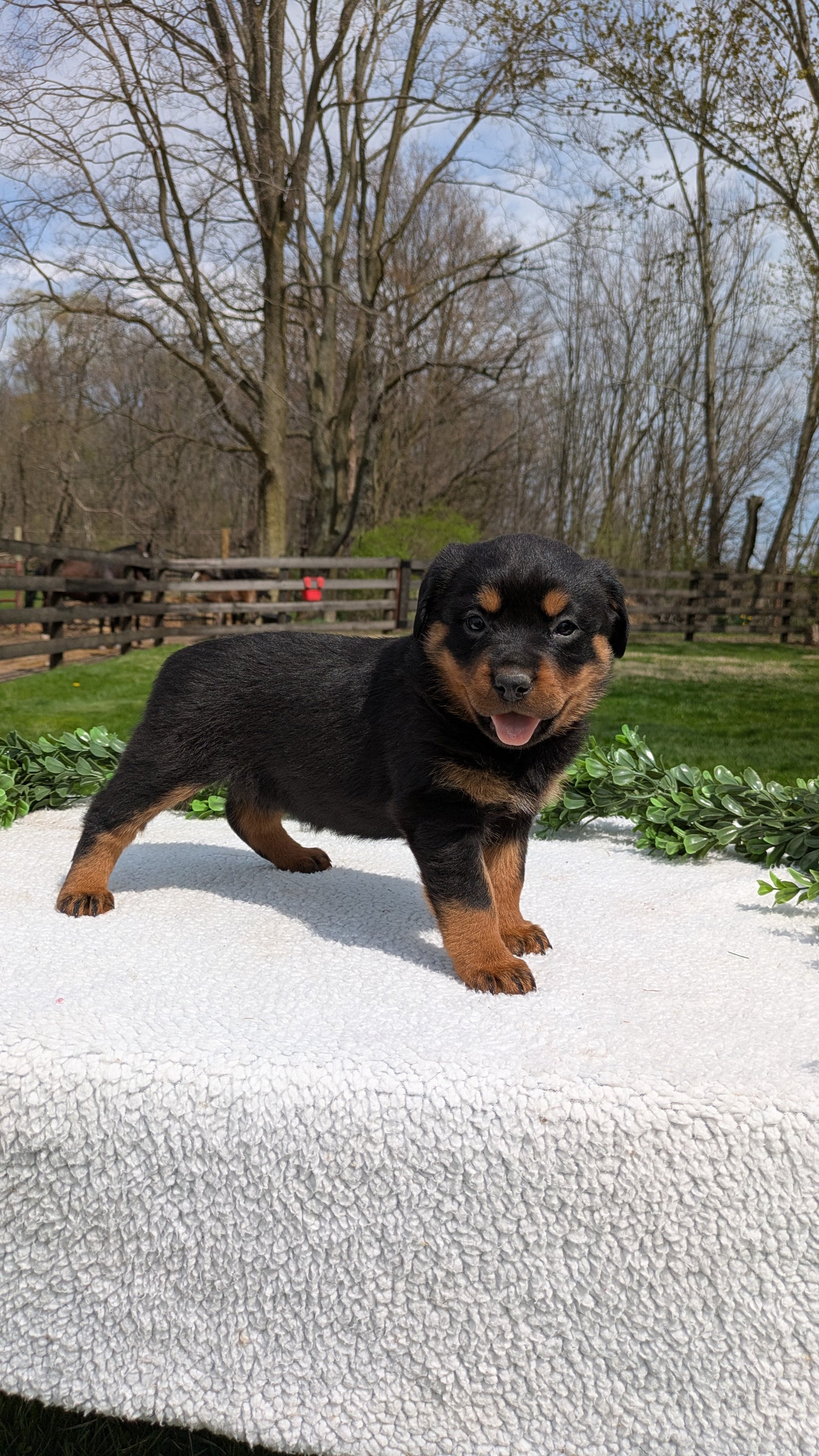 ROTTWEILER (03/18) FEMALE
