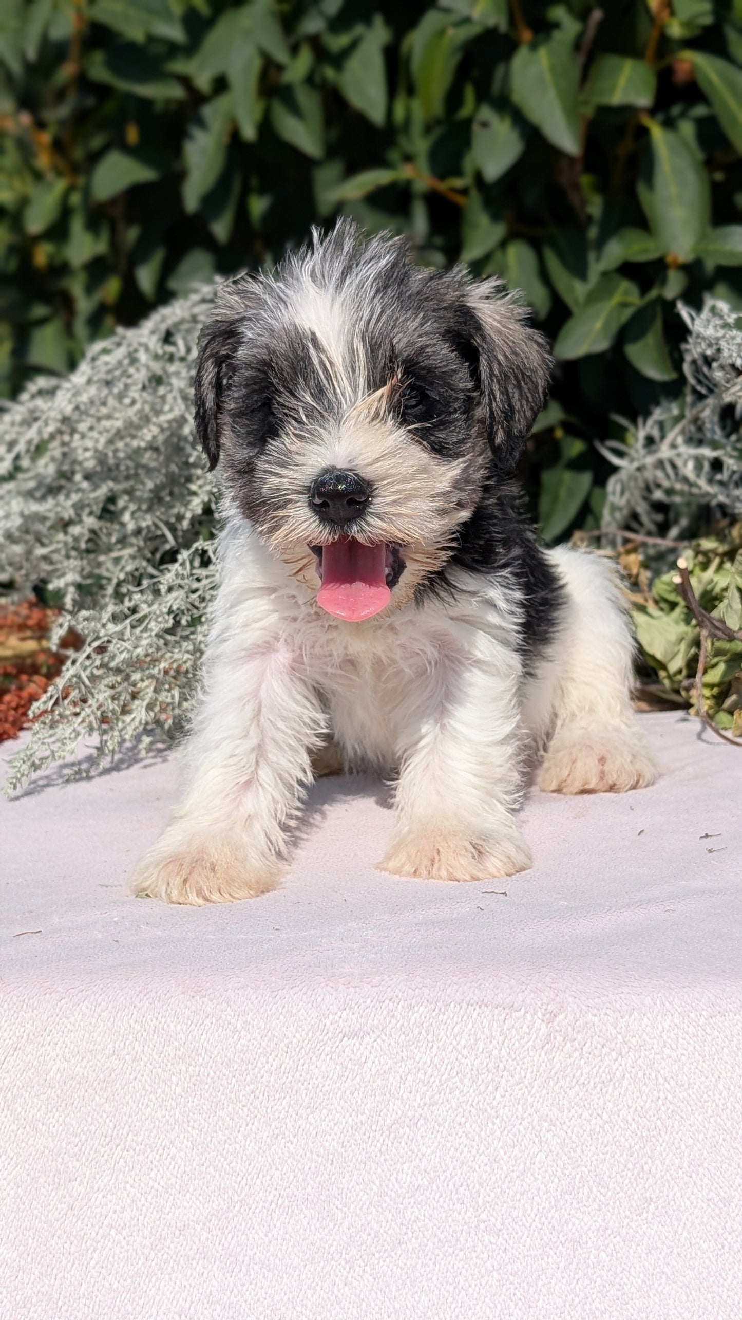 MINI SCHNAUZER (08/06) FEMALE