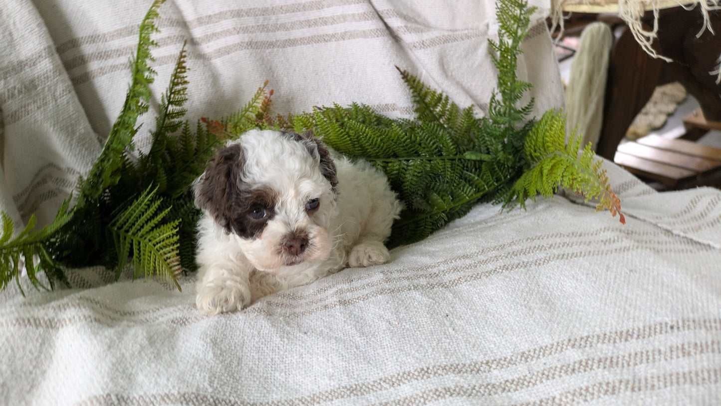COCKAPOO (03/03) FEMALE