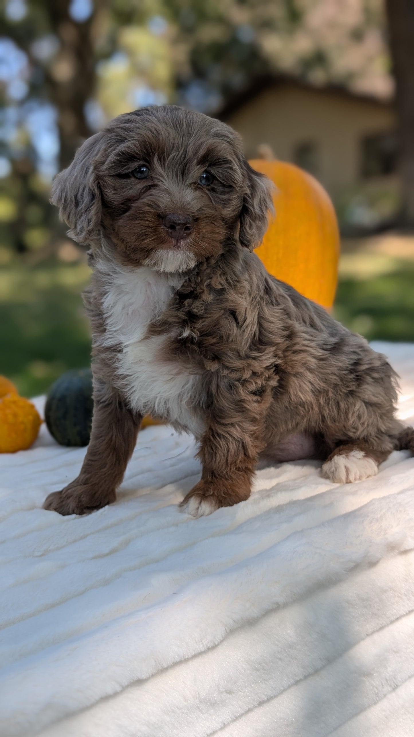 MINI BERNEDOODLE (07/25) FEMALE