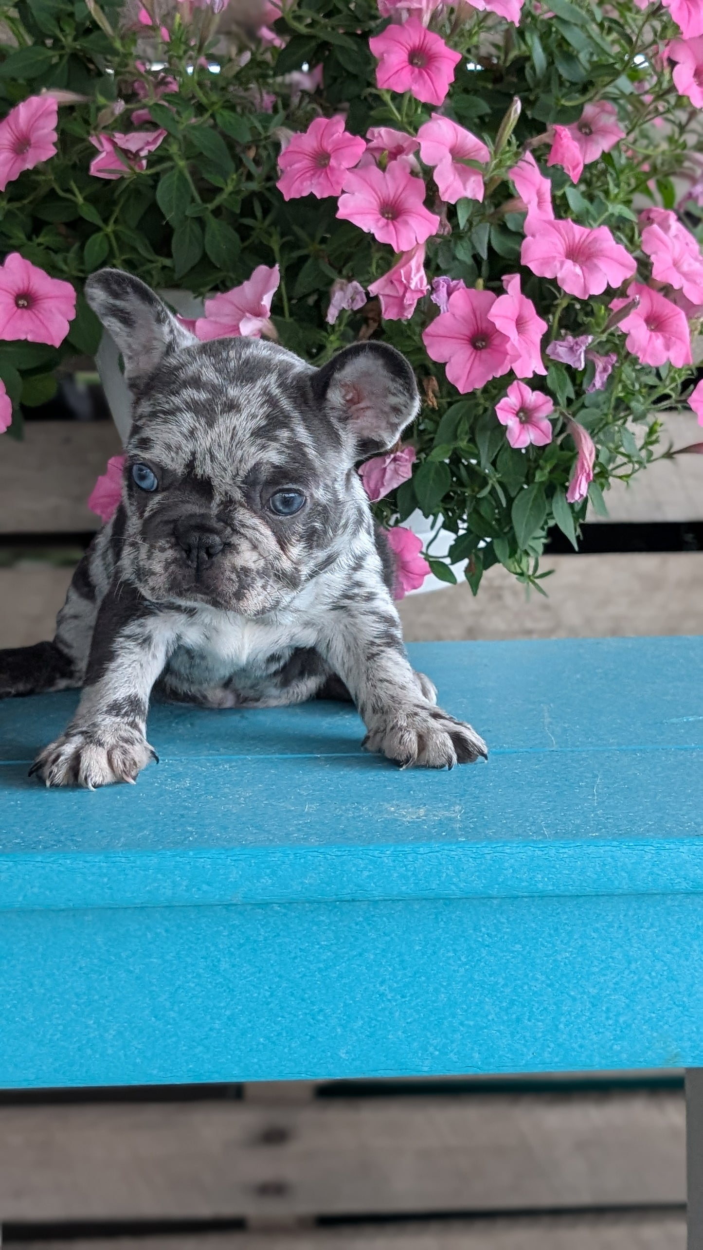 FRENCH BULLDOG (06/30) FEMALE