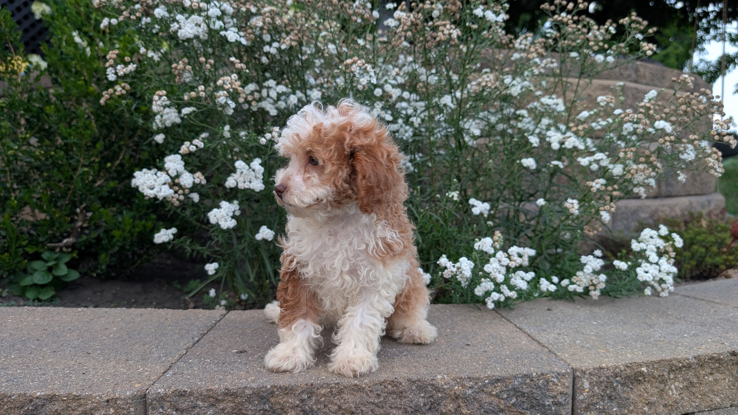 CAVAPOO (05/29) FEMALE