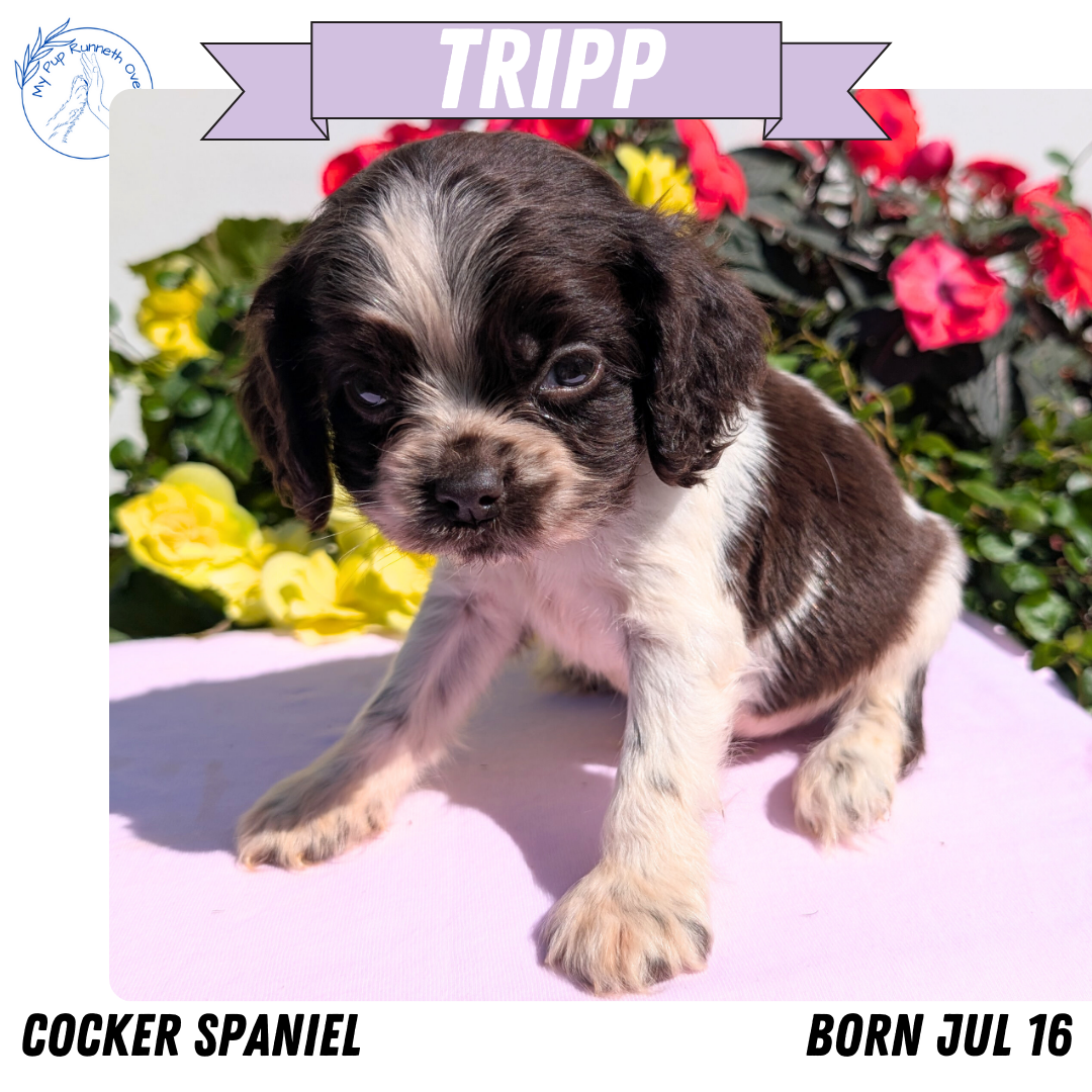 COCKER SPANIEL (07/16) MALE