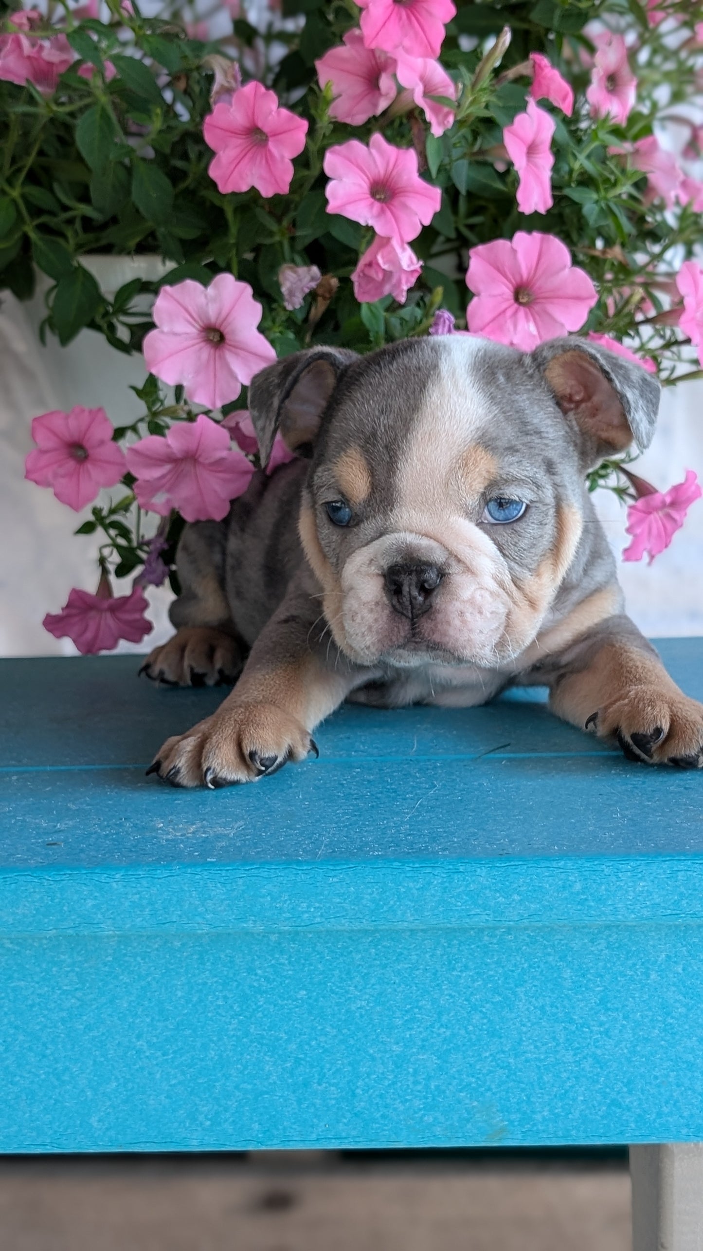 ENGLISH BULLDOG (06/30) MALE