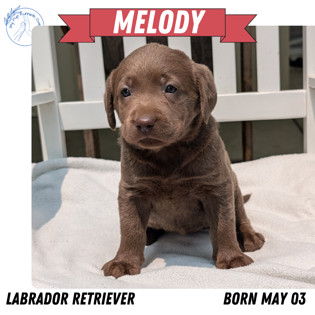 LABRADOR RETRIEVER (05/03) FEMALE