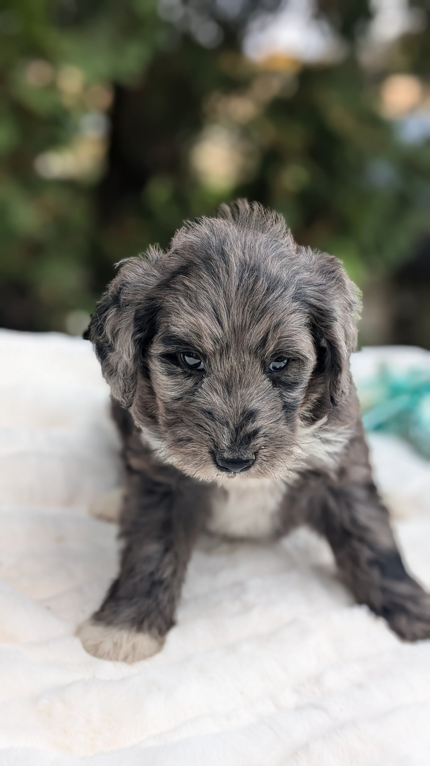 MINI BERNEDOODLE (09/24) FEMALE