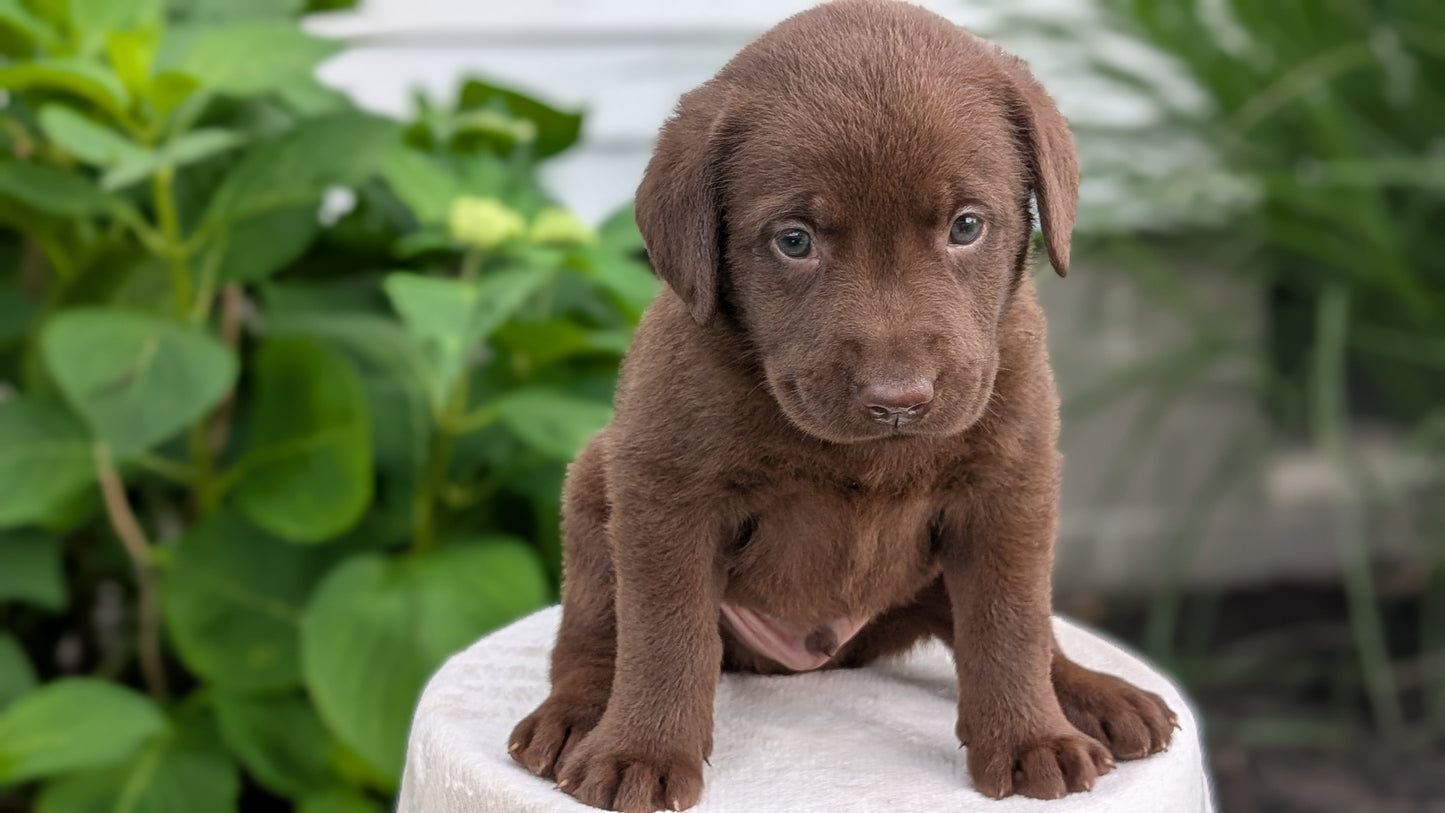 LABRADOR RETRIEVER (05/21) MALE
