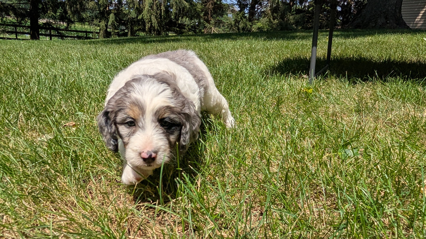 MINI BERNEDOODLE (06/11) MALE