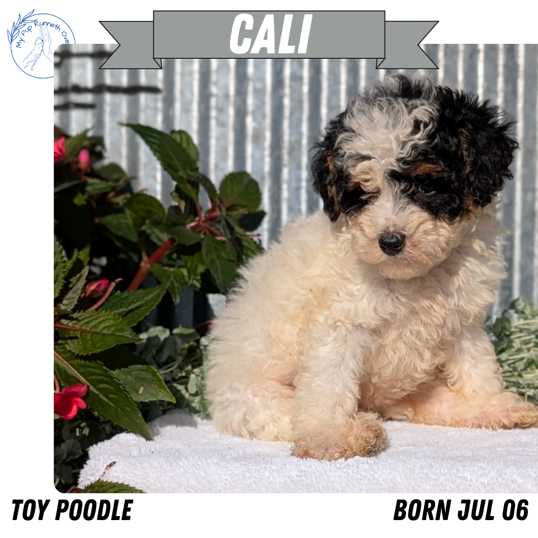 TOY POODLE (07/06) FEMALE
