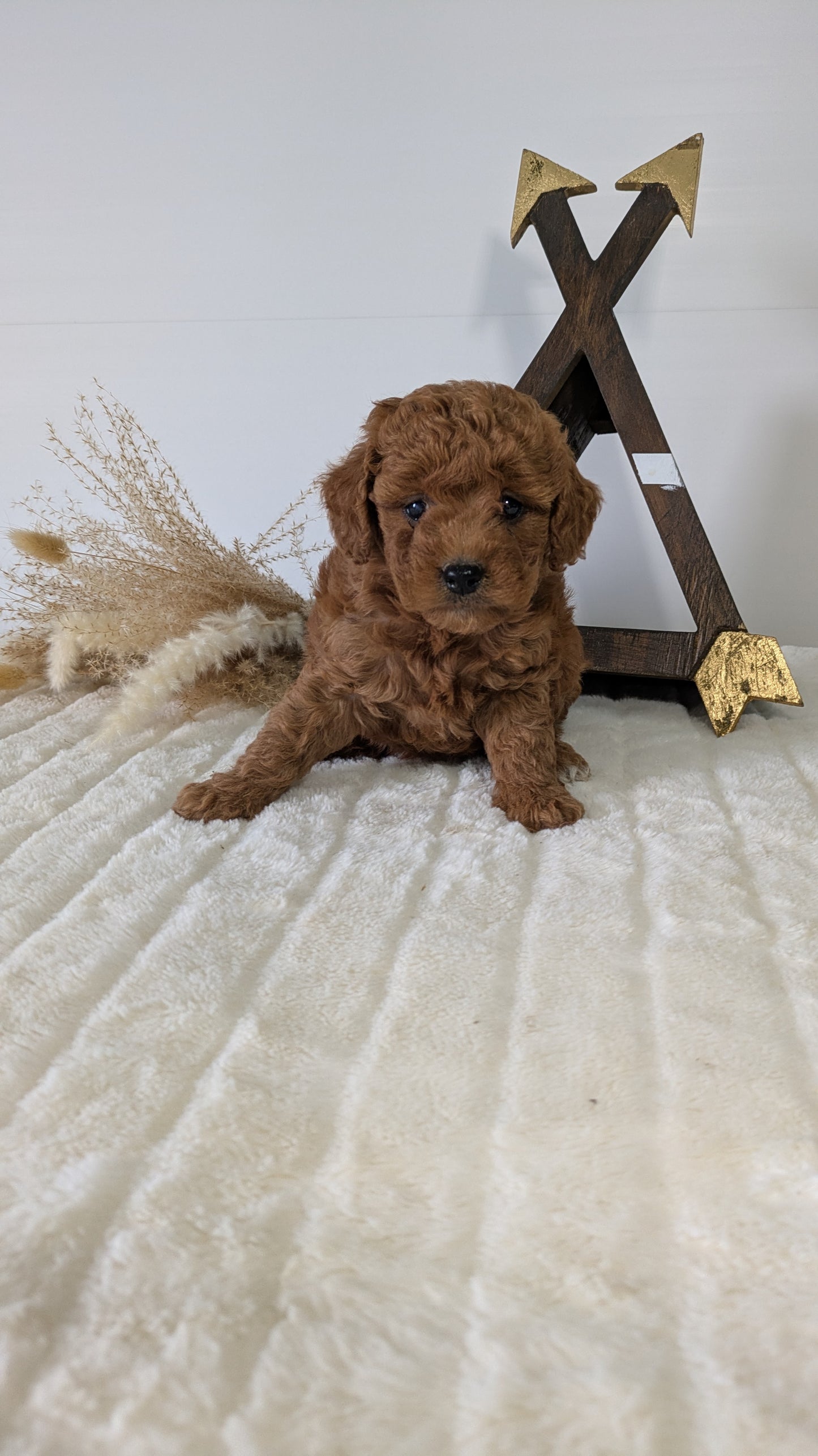 MINI GOLDENDOODLE (03/28) FEMALE