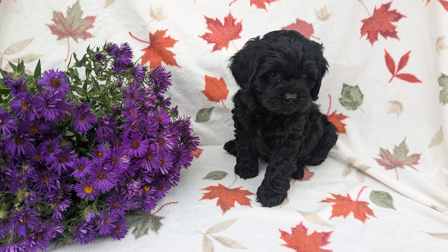 COCKAPOO (08/03) FEMALE