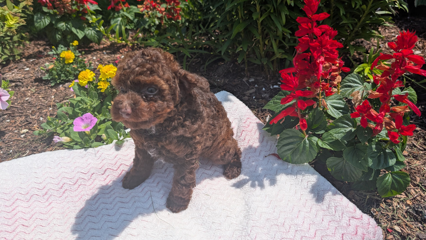TOY POODLE (06/23) FEMALE