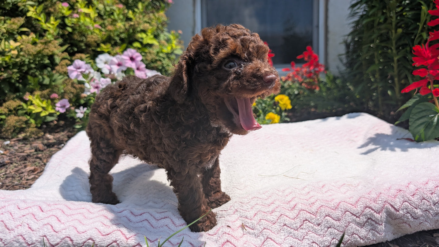 TOY POODLE (06/23) FEMALE