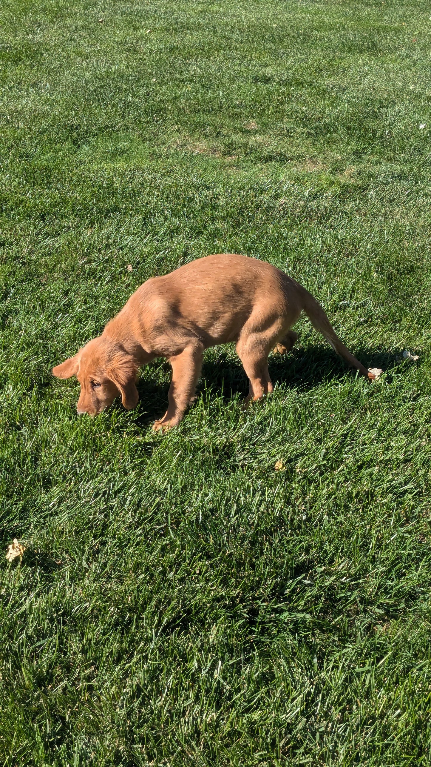 GOLDEN RETRIEVER (06/24) FEMALE