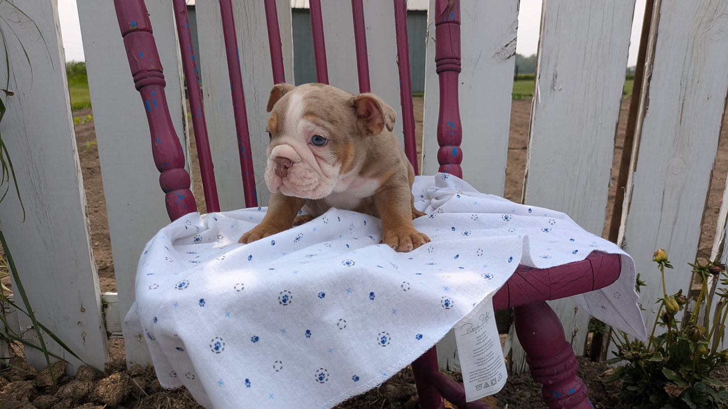 ENGLISH BULLDOG (04/18) MALE