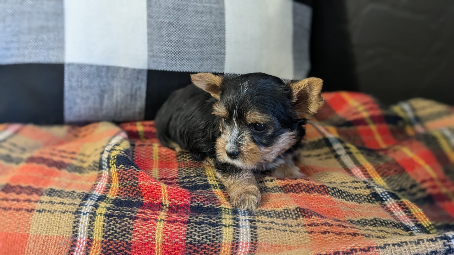 YORKSHIRE TERRIER (09/28) MALE