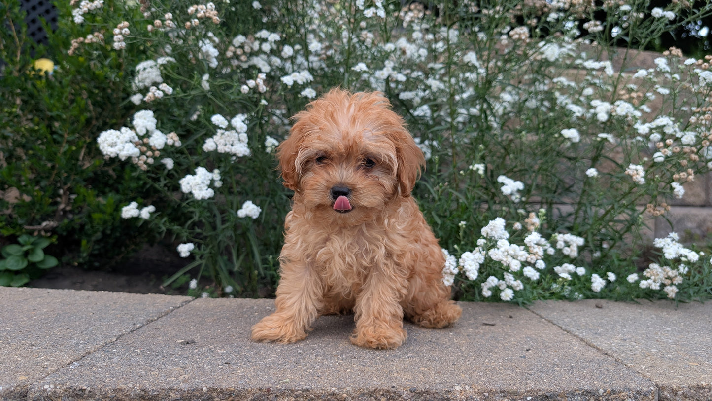 CAVAPOO (05/29) MALE