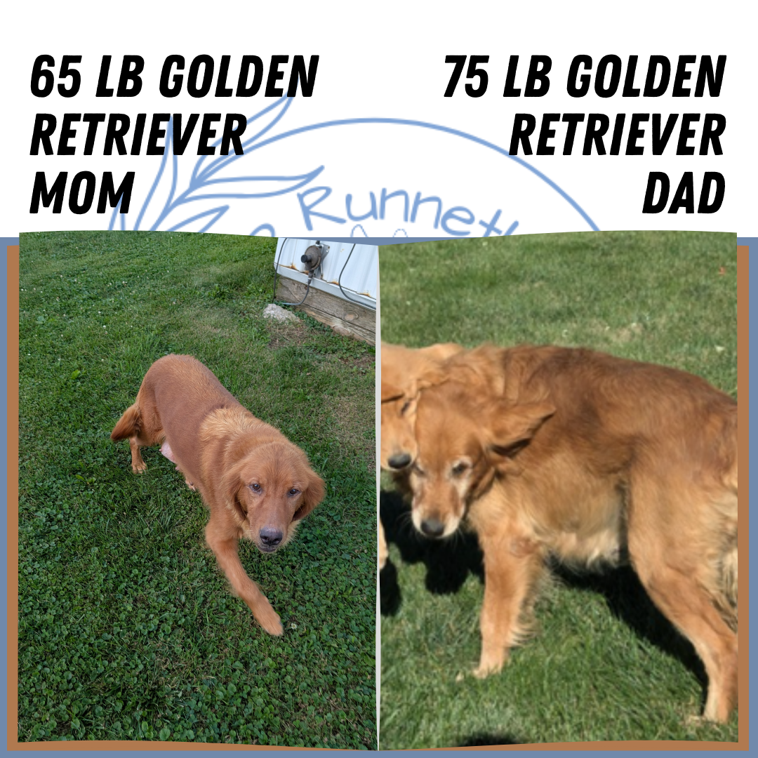 GOLDEN RETRIEVER (07/17) FEMALE