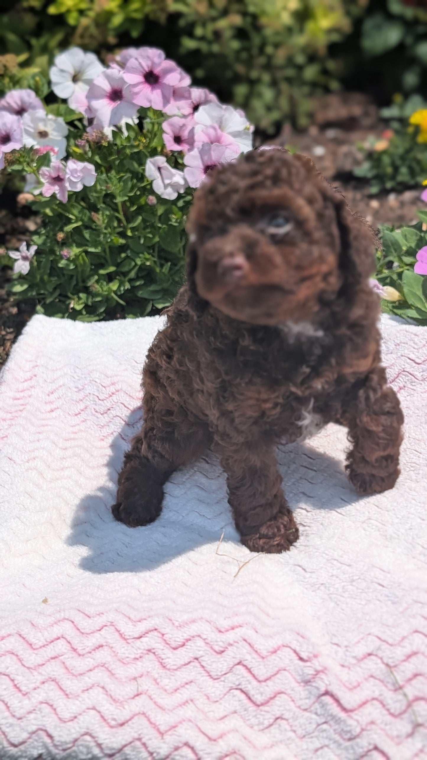 TOY POODLE (06/23) FEMALE